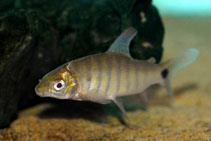 Image of Distichodus rufigiensis 