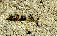 Image of Marcelogobius splechtnai (Splechtna\