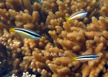 Image of Labropsis xanthura (Yellowtail tubelip)