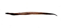 Image of Dysomma melanurum 