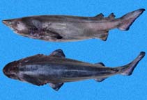 Image of Echinorhinus cookei (Prickly shark)