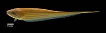 Image of Eigenmannia humboldtii 