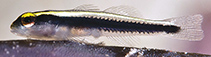 Image of Elacatinus centralis (Cayman sponge goby)
