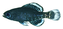 tn_Eloke_m0.jpg