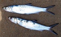 Image of Elops senegalensis (Senegalese ladyfish)