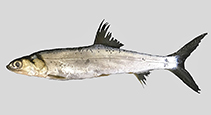 Image of Elops smithi (Malacho)