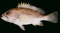 Image of Epinephelus albomarginatus (White-edged grouper)