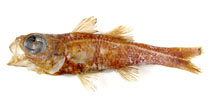 Image of Epigonus exodon 