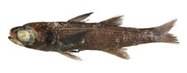 Image of Epigonus fragilis 