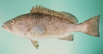 tn_Eppol_u6.jpg