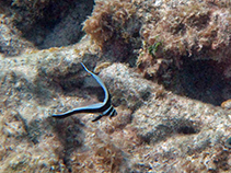Image of Eques punctatus (Spotted drum)