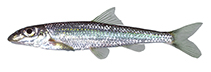 tn_Ercah_m0.jpg