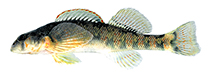 Image of Etheostoma osburni (Candy darter)