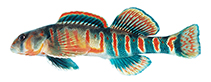 Image of Etheostoma osburni (Candy darter)