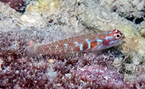 Image of Eviota albolineata (White-line dwarfgoby)