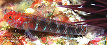 Image of Eviota algida (Upwelling dwarfgoby)