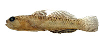 Image of Eviota kermadecensis (Kermadec dwarfgoby)