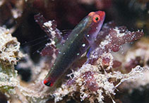 Image of Eviota lachdeberei (Lachdebere\
