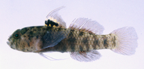 Image of Eviota ocellifer (Ocellated dwarfgoby)