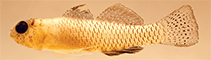 tn_Evpun_m0.jpg
