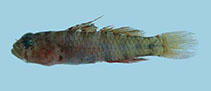 Image of Eviota variola (Finspot dwarfgoby)