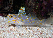 Image of Fusigobius aureus (Goldspot sandgoby)