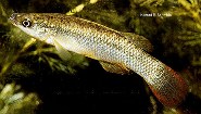 Image of Fundulus sciadicus (Plains topminnow)