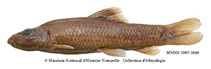 Image of Garra allostoma 