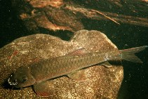 Image of Garra borneensis 