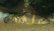 Image of Garra flavatra 