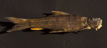 Image of Garra gravelyi 