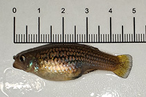 tn_Gahur_f0.jpg