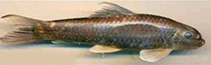Image of Garra kimini 