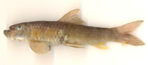 Image of Garra lamta 