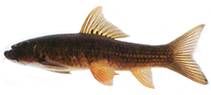 Image of Garra notata 