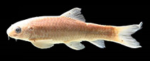 Image of Garra palaruvica 