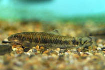 Image of Garra poecilura 