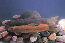 Image of Garra qiaojiensis 