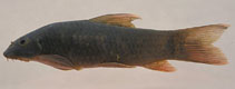 Image of Garra rakhinica 