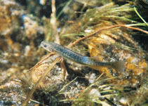 Image of Galaxias zebratus (Cape Galaxias)