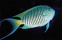 Image of Genicanthus melanospilos (Spotbreast angelfish)