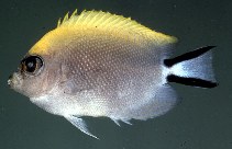 Image of Genicanthus melanospilos (Spotbreast angelfish)