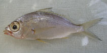 Image of Gerres oblongus (Slender silverbiddy)