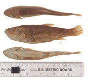 Image of Gila atraria (Utah chub)