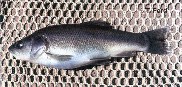 Image of Siphateles bicolor (Tui chub)