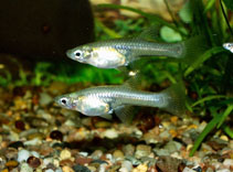 Image of Girardinus falcatus (Goldbelly topminnow)