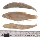 Image of Gila pulchra (Conchos chub)