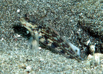 Image of Gladiogobius ensifer (Gladiator goby)