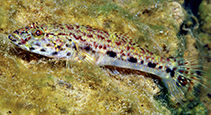 Image of Glossogobius illimis 