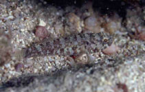 Image of Gobius ateriformis 